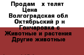 Продам 2-х телят. › Цена ­ 5 000 - Волгоградская обл., Октябрьский р-н, Гончаровка с. Животные и растения » Другие животные   